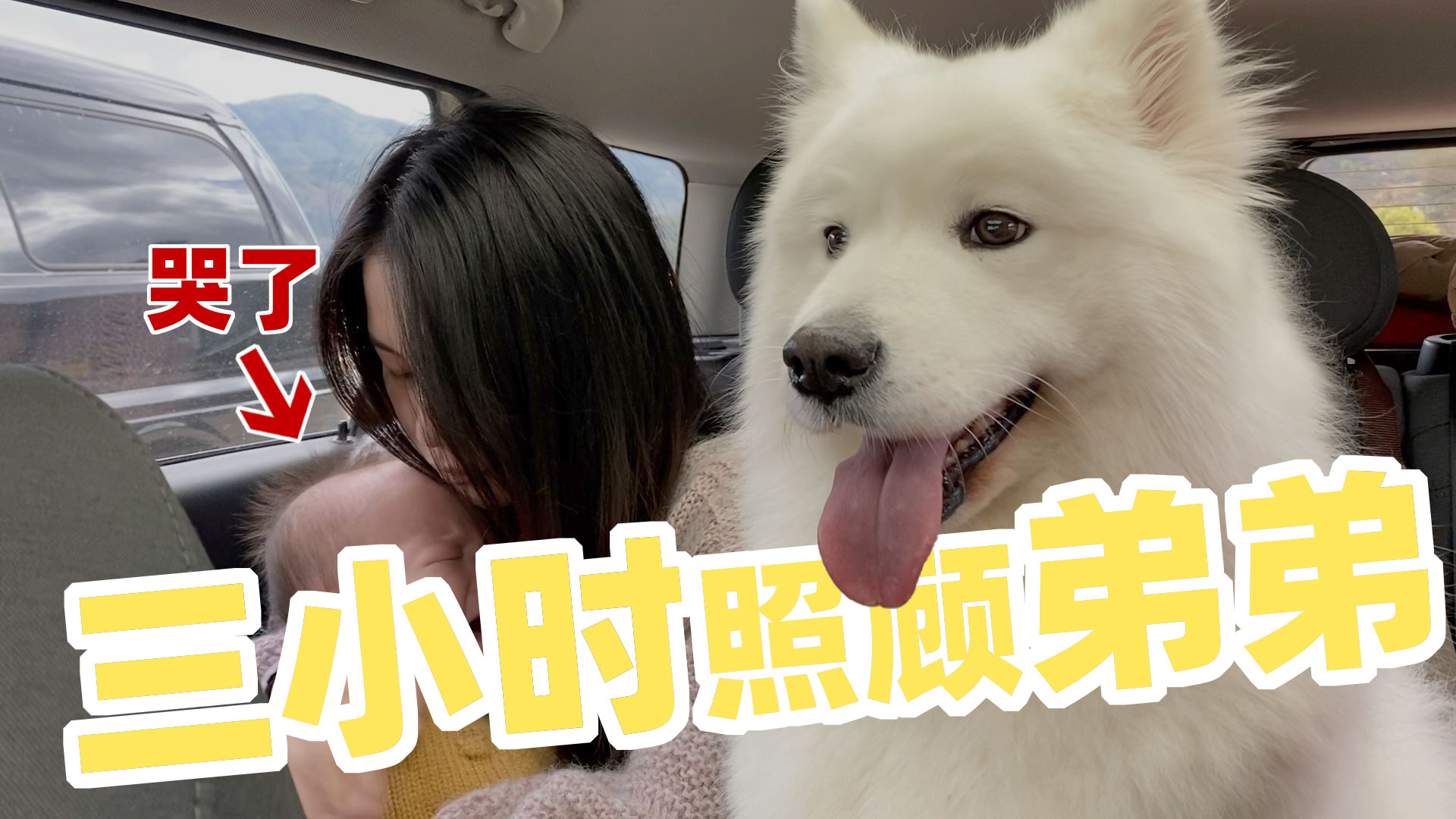 萨摩耶软糖照顾弟弟超用心,粿粿哭了一脸紧张,妈妈:你真的很棒【两个人一条狗】